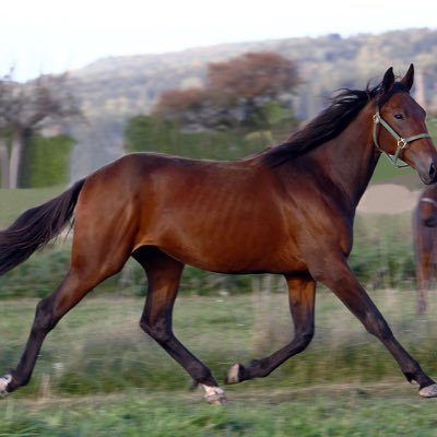 BouneRune's profile picture. 