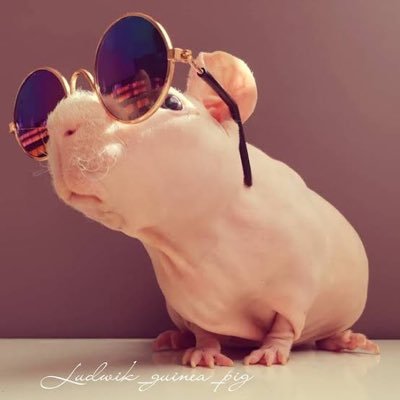 littlee_mousee's profile picture. 