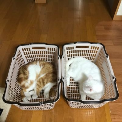 マロン(白)2015/10/28生、モンブラン(茶白)2016/8/2生、パム(キジ白)2020/6/22生、リュウ(キジトラ)2015/5/15生でみんな♂です☺️ 阪神タイガース応援📣 あとは、お小遣いで仮想通貨。基本は保持ですが、一喜一憂してます!