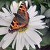 Togher Community Garden (@toghergarden) Twitter profile photo Togher Community Garden (@toghergarden) Twitter profile photo