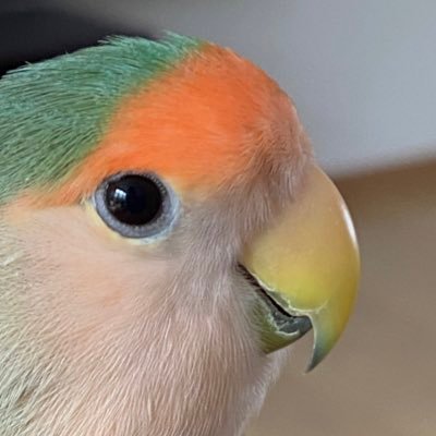 わかほうのプロフィール写真
