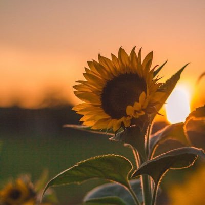 patsorn1808's profile picture. Thank you 💙EverLasting Friend 💙...It is never too late to mend...♡...