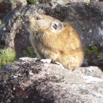 札幌民。
毎週どっかで山登り（https://t.co/sxQmil78xY）
最近、盆栽始めました。
ごくたまにミニ四駆。
まれにフライフィッシャー。
年に数回クレーシューター。