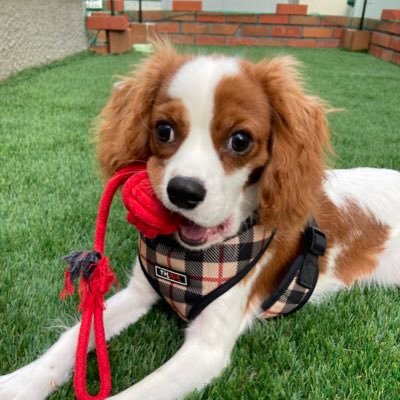 プログラミング勉強中です。 二児の母です。在宅で仕事がしたいと思って勉強始めました! よろしくお願いします。