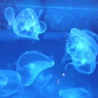 せつ (@ss_rst_ss) 's Twitter Profile