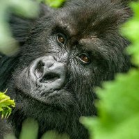 Turkana Wildlife Safaris(@SafarisTurkana) 's Twitter Profile Photo