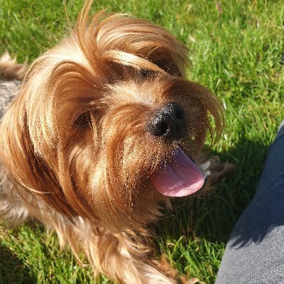 ChicampoPupu's profile picture. 