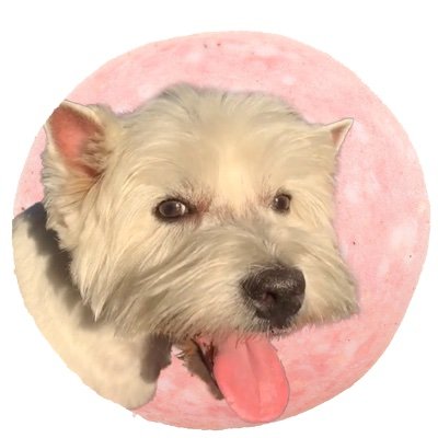 gr1meshee's profile picture. вице-победитель (2010) русского медвежонка в юзао, аспирант института репутации