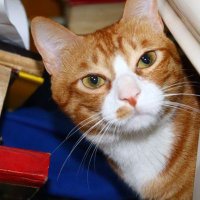 Arron🐱(acc/ai16z) (@arron_finance) 's Twitter Profile