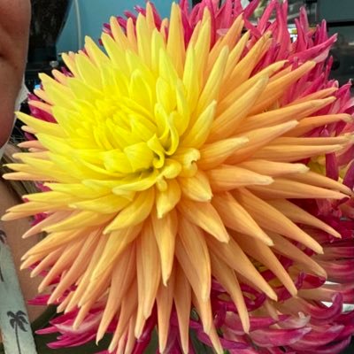 Organically grown dahlias and culinary herbs