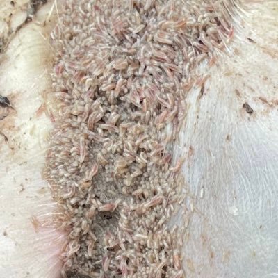 ForensicEntom's profile picture. Forensic Entomologist and Forensic Science Educator, Dr. Krystal Hans