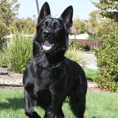 malinois felipe Profile