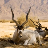 BowTiedAddax (@bowtiedaddax) 's Twitter Profile