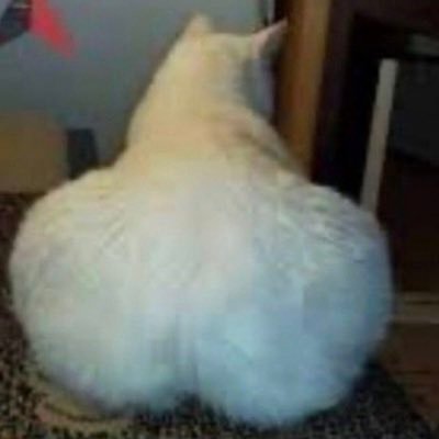 dn_fatbit's profile picture. 