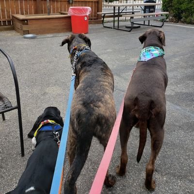 BorderRuffian09's profile picture. Insert quippy line here