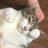 朋盛猫のアイコン