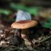 YouEnjoyMycology🍄 (@ghostpipesjam) Twitter profile photo YouEnjoyMycology🍄 (@ghostpipesjam) Twitter profile photo