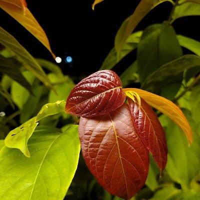 jayachainio's profile picture. 没有了