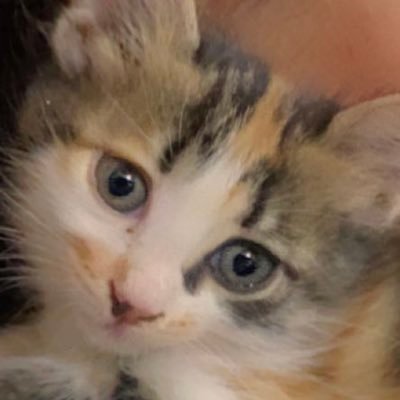 AlzaidiKhitam's profile picture. 