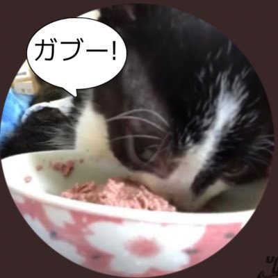 先天性の水頭症の猫です。 歩けず目も見えないけど自分でご飯を食べて排泄もします。 10匹の先輩猫と暮らしています。特技はチラッと見てくるかわいい顔です。病院の診断では脳はほとんど機能していなので本能のみ、感情があるとは思えないと言われましたが、好きな猫が近くに来ると喉を鳴らし、嫌な事すれば怒るのでちゃんと感情があります