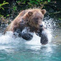 Arctic Wilderness Photography by David Neel(@dneeljrphoto) 's Twitter Profile Photo