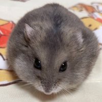 まこちゃん🐹 (@makohamu0322) 's Twitter Profile