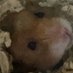 kei (@torroll) Twitter profile photo kei (@torroll) Twitter profile photo