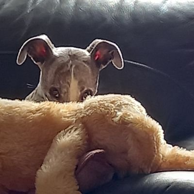 married, recently retired, now owned by a rescue whippet