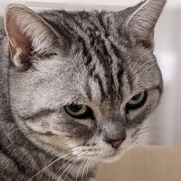 猫でいいの🐱見ないで (@nekomesen0754) 's Twitter Profile