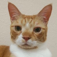 杉直樹 yoobeemaster Cats & Cars (@yoobee_eli2ap2) 's Twitter Profile