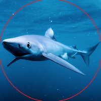 Wonders Of The Celtic Deep (@celtic_deep) 's Twitter Profile