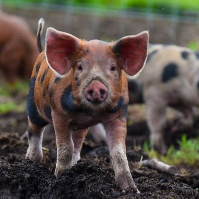 Glenbrook Farm freerange pork