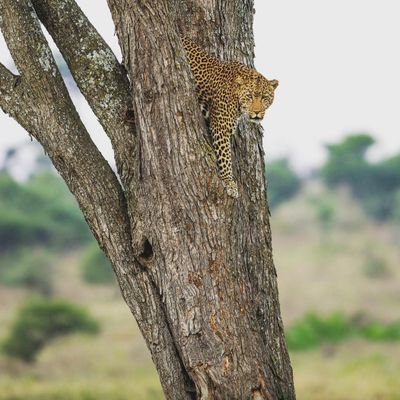 Tour Operator | Tanzania Safari & Treks Specialists | I help travelers and Tour Agent with personalized advice based on the first-hand experience