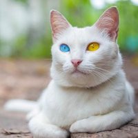 ๐๐็ซ็ฉบ๐๐โโฌ (@sky_cat22) 's Twitter Profile