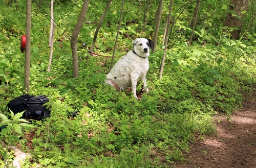 Museum professional who loves dogs-especially in museum collections or mascots-history, and the outdoors.
