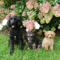 Fluffy Dogs and Friends(@fluffydogs3) 's Twitter Profile Photo