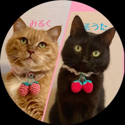 2017.09.12 そうた♂2020.01.27 みるく♀が家族になりました 2人とも元保護猫🌸みるく(推定12歳)は #猫喘息 #アトピー性皮膚炎 #てんかん #糖尿病 あり #アレルギー持ち そうた(5歳)は健康優良児🌻飼い主睡眠障害、鬱、メニエールなど🫥無言フォロー失礼します&歓迎します