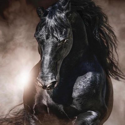 ozgun_fikir's profile picture. 