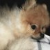 nicole 🐇🌱 (@softbearcas) Twitter profile photo nicole 🐇🌱 (@softbearcas) Twitter profile photo