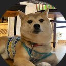 僕【ぐり】と #柴犬 【小春】の日常をお届けします。2016年2月13日生まれ。しっぽだけ残したライオンカットが特徴のかわいい女の子です👧よろしくお願いします☺️#イヌテロ(多分発案者) #shiba #shibe #doggo #shibe_drill