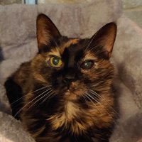 kitty_meow77 (@kmeow77) 's Twitter Profile