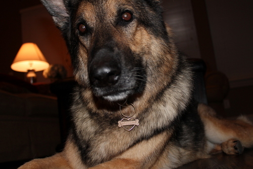 Designing awesome custom 3D-printed pet ID tags and charms since 2011. You can find my tags on Etsy.