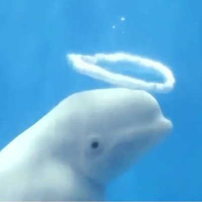 Innocent baby whale / Born yesterday / Living in #BTC #Solana