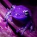 Purple Froggy Creations (@purple_froggy) Twitter profile photo