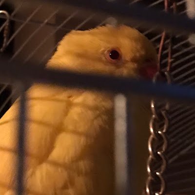 CordieStefan's profile picture. e