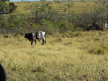 invernadassa's profile picture. INVERNADA SÍTIO SANTO ANTÔNIO - AQUI SEU BOI PESA MAIS!
Investimento em engorda de gado.