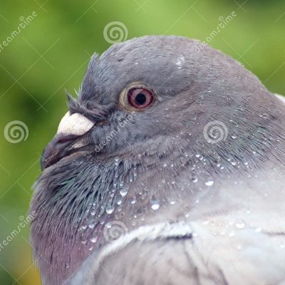 Pigeonspoos's profile picture. I'm not the best but I sure maybe a little bit do kinda probably try