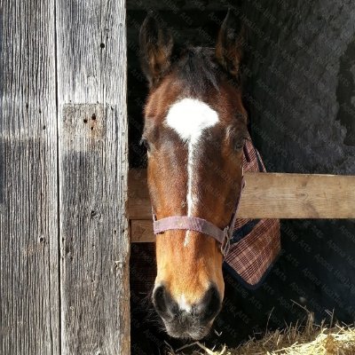 We are a horse rescue sanctuary that rescues horses from slaughter to provide forever homes. We rely on donations and volunteers and offer equine retreats.