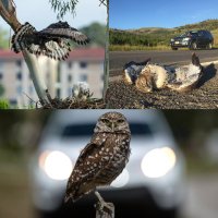 Global Anthropause Raptor Research Network (GARRN) (@anthroraptors) 's Twitter Profile
