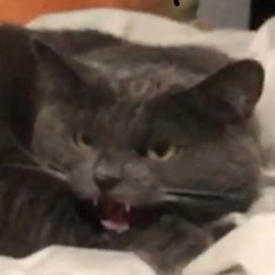 ilykturtlez's profile picture. (´･ω･`)